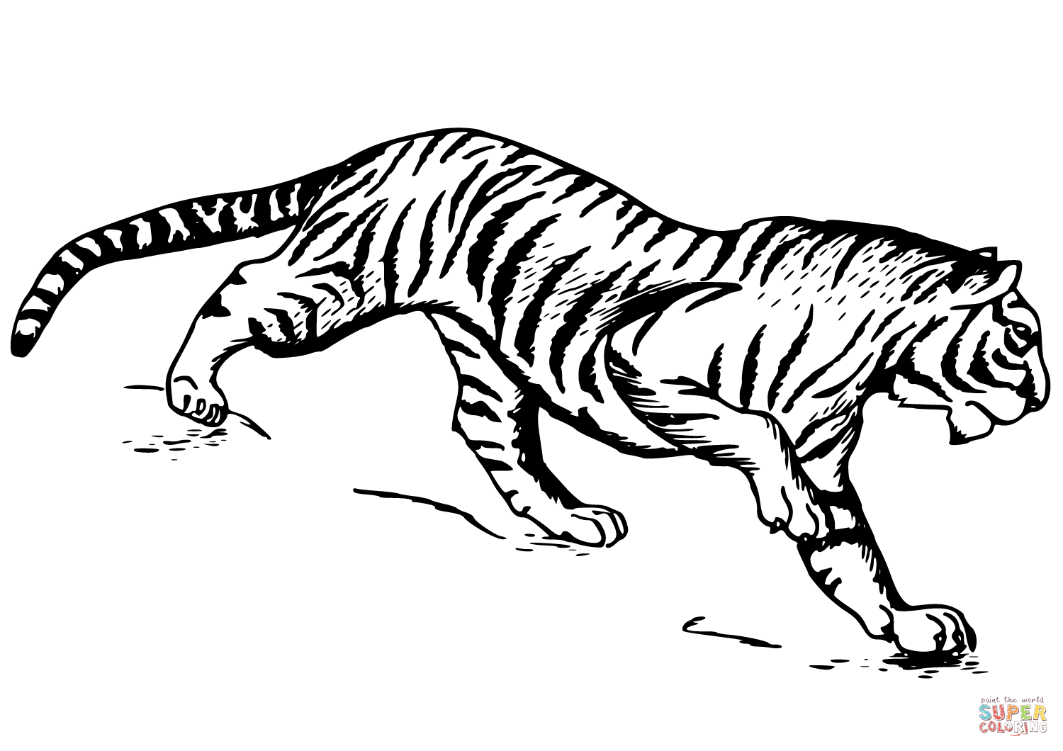 Tygrys kolorowanki